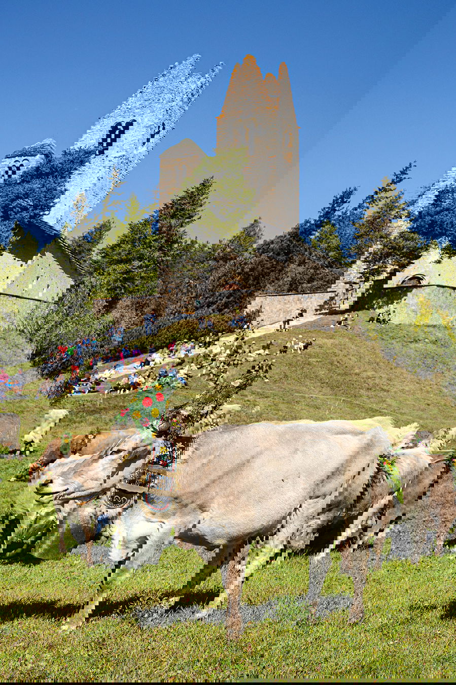 St_Moritz_Tradiitonal_cow